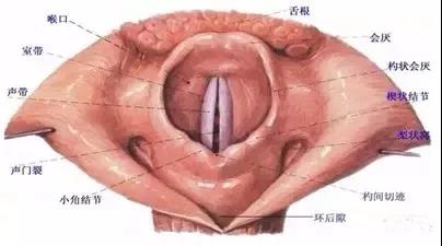 声带咽喉部